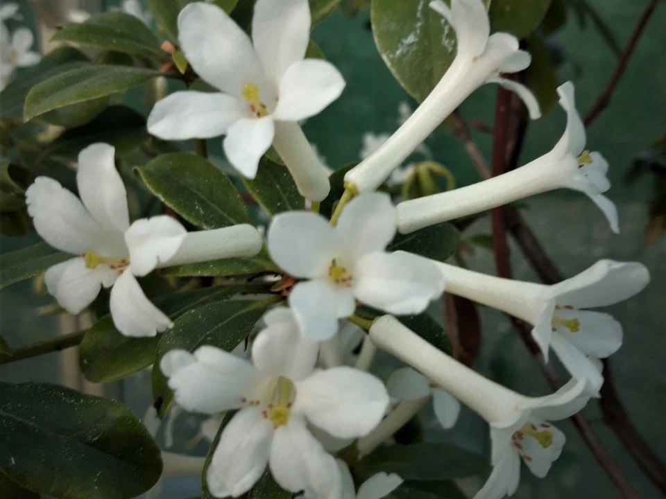 R. loranthiflorum (Vireya)